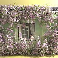 Vines With Lush Purple Flowers Climbing Exterior Building Wall And Window