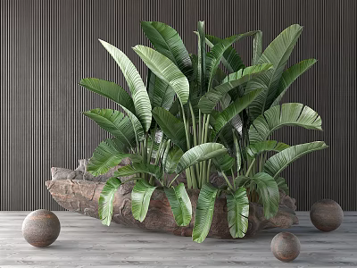 Potted Bonsai Plant With Large Green Leaves Stone Container Vertical Striped Wall And Wooden Floor 3d model