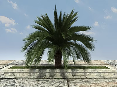 Large Palm Tree in Stone Planter on Stone Pavement with Blue Sky and White Clouds 3d model