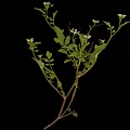 Fresh Green Plant With Lush Leaves And Small White Flowers On Black Background