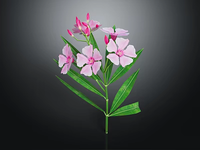 Modern Open Kitchen Interior With Stylish Countertop And Essential Appliances 3d model