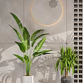 Modern Indoor Potted Plants With Tropical Leaves In Stylish Pots And Decorative Wall