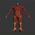 Human Limb Muscle Anatomy Model With Red Tissue And Yellow Bone Structure