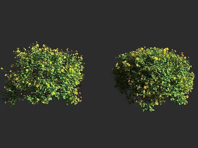 Two Lush Green Shrubs With Small Yellow Flowers And Healthy Foliage 3d model