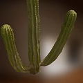 Green Cactus Bonsai Potted Plant with Three Branches and Natural Texture
