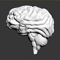 Advanced Medical Device Silver Brain Model for Medical Education and Research with Detailed Anatomical Structure