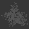 Deciduous Tree With Yellow Leaves And Tall Trunk Isolated On Black Background