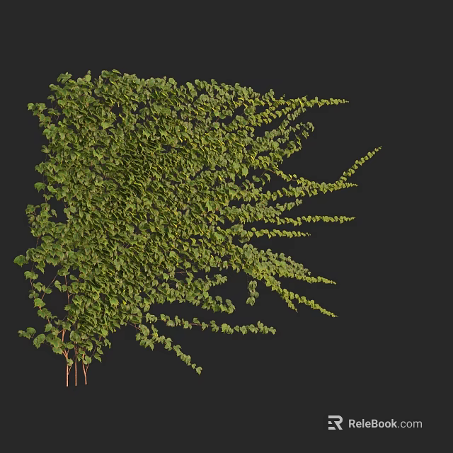Lush Green Vine With Dense Leafy Branches And Natural Growth Pattern 3d model 