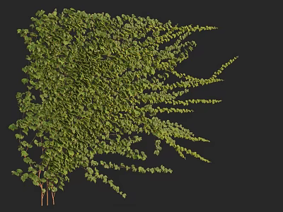 Lush Green Vine With Dense Leafy Branches And Natural Growth Pattern 3d model