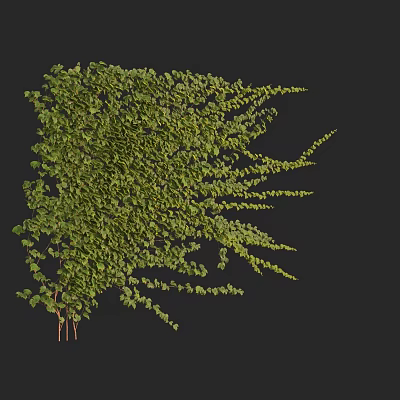 Lush Green Vine With Dense Leafy Branches And Natural Growth Pattern 3d model