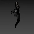 Detailed Marine Animal Skeleton With Vertebrae Ribs And Skull Structure