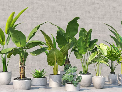 Various Types of Potted Plants with Large Leaves in White Pots Against Gray Wall 3d model