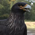 Black Raptor Bird With Yellow Beak Claws Standing On Natural Grassland Habitat