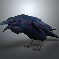 Dark Blue Raven With Open Beak And Detailed Feathers In Standing Pose