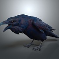 Crow Bird Bird Bird Bird Bird Animal Game Animal Cartoon Animal PBR Animal 3d model