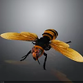 Wasp With Orange And Black Striped Body Red Head And Yellow Wings On Gray Background