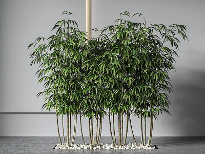 Lush Green Bamboo Plants With Slender Stems And White Pebbles For Indoor Decoration 3d model
