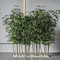 Lush Green Bamboo Plants With Slender Stems And White Pebbles For Indoor Decoration