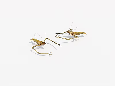 Aquatic Animals Two Mantis Shrimp Displaying Natural Poses And Detailed Appendages 3d model
