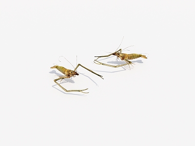 Animals Freshwater Prawns 3d model