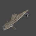 Fish With Spots And Fins Next To Colorful Rubik Cube