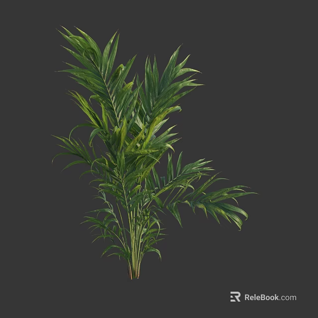 Lush Green Shrub With Feathery Foliage For Garden Decoration And Landscaping 3d model 