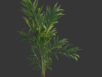 Lush Green Shrub With Feathery Foliage For Garden Decoration And Landscaping 3d model