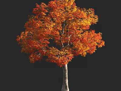 Tall Tree with Vibrant Orange and Yellow Autumn Leaves Against Dark Background 3d model