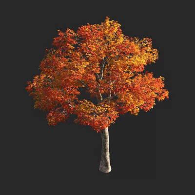 Tall Tree with Vibrant Orange and Yellow Autumn Leaves Against Dark Background 3d model