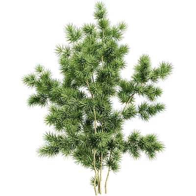 Evergreen Arbor With Lush Green Needles And Branches For Garden Landscaping 3d model