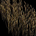 Golden Wheat Ears Garden Landscape With Black Background And Natural Design