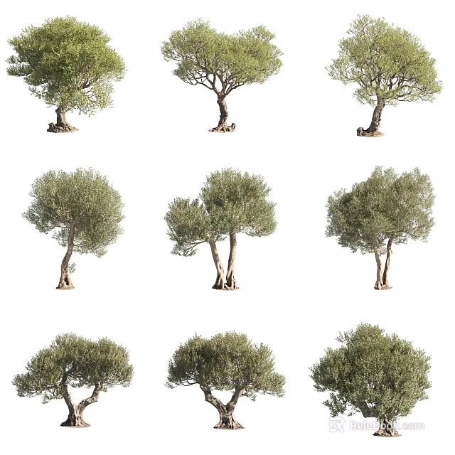 Various Forms Of Olive Trees With Green Foliage And Trunks Isolated On White Background 3d model 