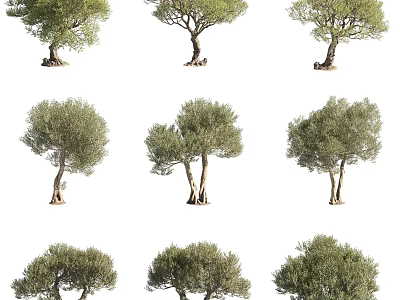 Various Forms Of Olive Trees With Green Foliage And Trunks Isolated On White Background 3d model