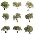 Various Forms Of Olive Trees With Green Foliage And Trunks Isolated On White Background