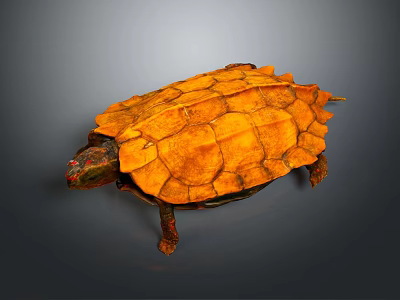 Vibrant Orange Alligator Turtle With Patterned Textured Shell On Gray Background 3d model