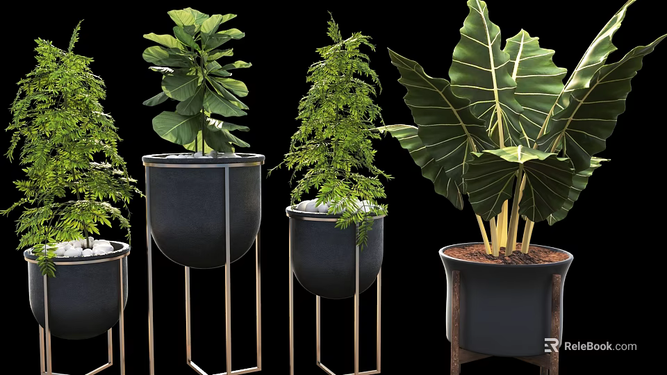Various Potted Green Plants With Lush Leaves In Black Pots Metal Stands And Wooden Bases 3d model 