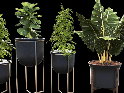 Various Potted Green Plants With Lush Leaves In Black Pots Metal Stands And Wooden Bases 3d model