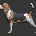 Standing Beagle Dog With Brown White And Black Smooth Coat On Dark Background With Reflection