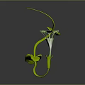 Decorative Green Vine Plant with Curved Stem Green Leaves and White Bloom for Indoor Decoration