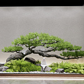 New Chinese Landscape Sits Courtyard Sits 3d model