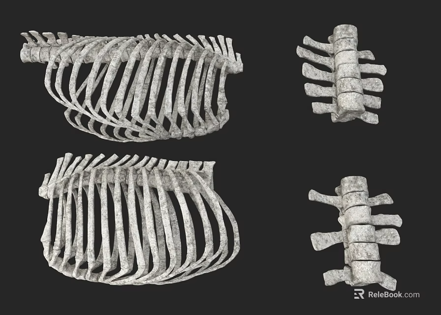 Animal Wall Decor With Skeleton Design Decorative Bone Structure For Home Wall Art 3d model