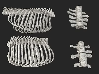 Animal Wall Decor With Skeleton Design Decorative Bone Structure For Home Wall Art 3d model