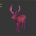Majestic Brown Deer With Impressive Large Antlers Standing On Gray Background