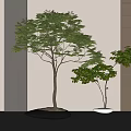 Indoor Bonsai Trees in White Pots Against White Wall and Brown Grid Panel