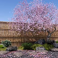 Pink Blossom Tree In Garden With Bamboo Fence Stones Small Lantern And Green Plants