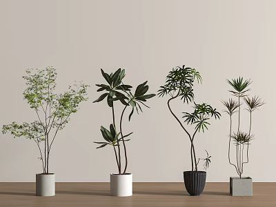 Various Leafy Bonsai Plants with White Black Grey Pots on Wooden Surface 3d model