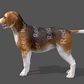 Adorable Beagle Dog With Brown And White Fur Standing In Natural Pose On Gray Background