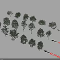 Arbor Trees Collection Featuring Pine And Elaeocarpus Tree Varieties In 3d model
