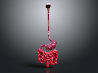 Detailed 3D Model of Abdominal Organs Including Esophagus Stomach and Intestines 3d model