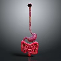 Detailed 3D Model of Abdominal Organs Including Esophagus Stomach and Intestines